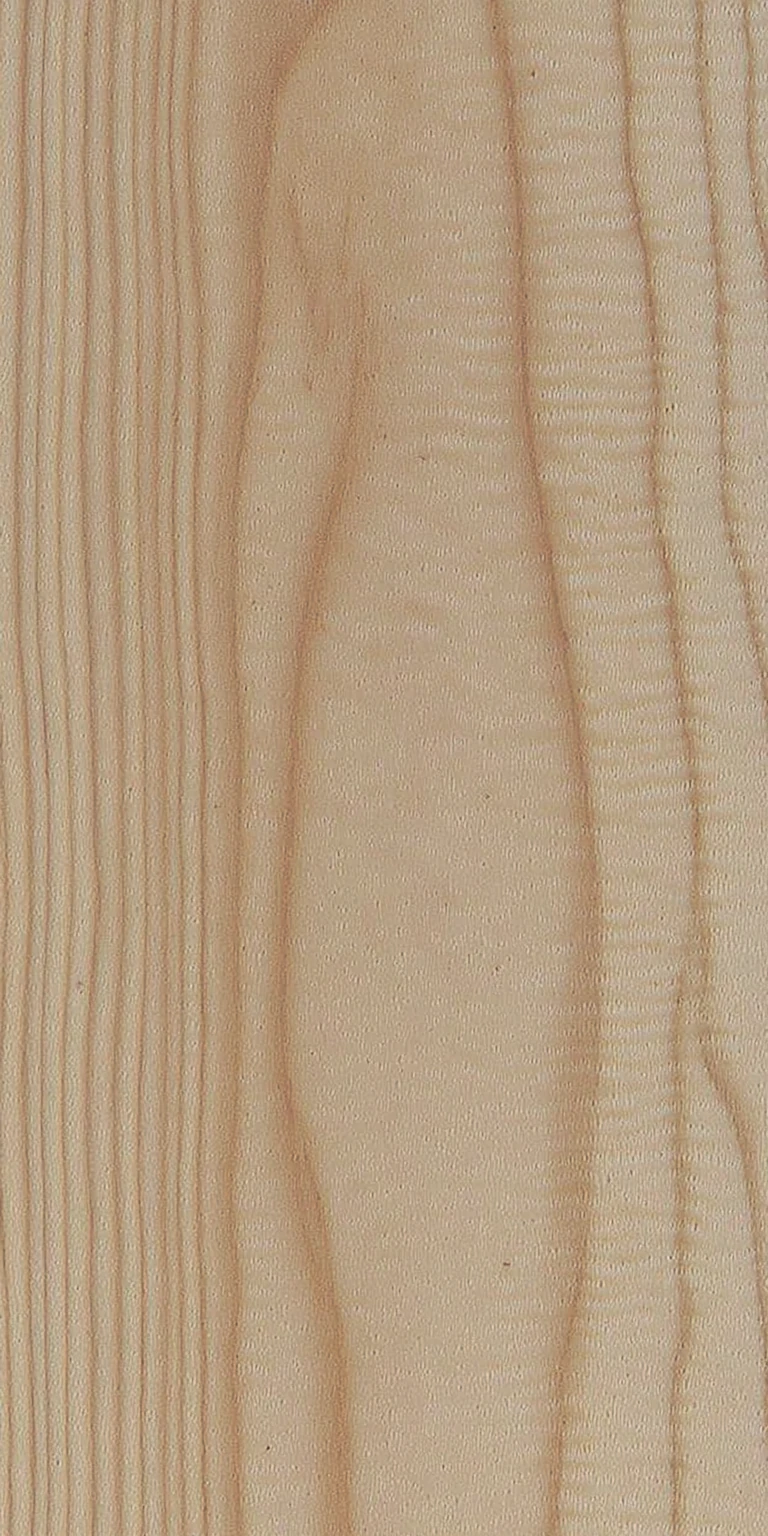 Mediterranean Cypress