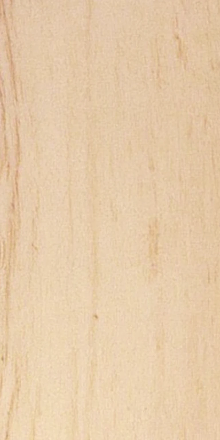European Birch wood grain