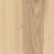 American Elm