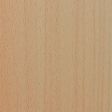 European Beech