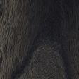 Gaboon Ebony
