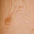 Japanese Cedar
